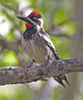 Rednaped Sapsucker female